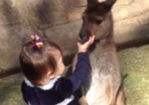 ¡Awwww! El abrazo más adorable entre una pequeña y un bebé canguro (Video)