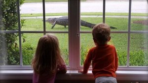 TERROR: Un cocodrilo gigante “pasea” por las calles asustando a los vecinos (Fotos)