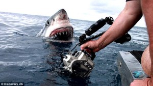 Fotógrafo se ve cara a cara con un tiburón blanco