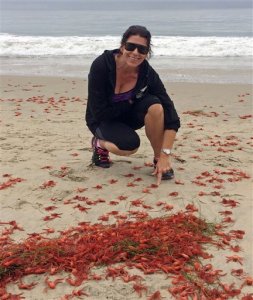 Diminutos cangrejos llegan en masa a playas de California