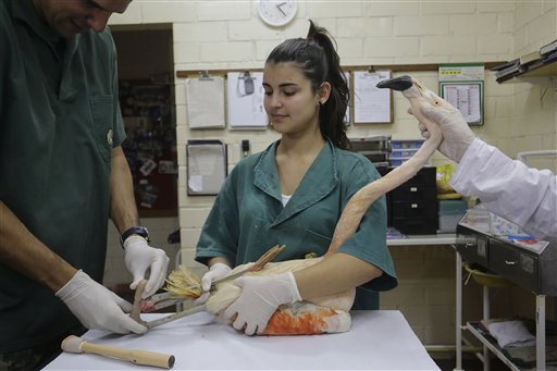 Flamingo en zoológico de Brasil recibe una pata artificial