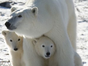 Osos polares resentirán calentamiento global para 2025