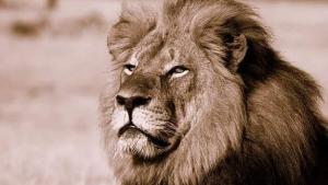 ¿Quién será el imbécil?… español pagó 50 mil euros para “cazar” al león más grande de Zimbabue (FOTOS)