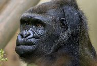 El chistoso gesto de este gorila gruñón en un zoológico de EEUU