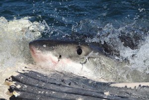 VIDEO: Tiburones hambrientos devoran el cadáver de una ballena