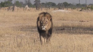 Zimbabue levanta parcialmente límites a la caza de leones