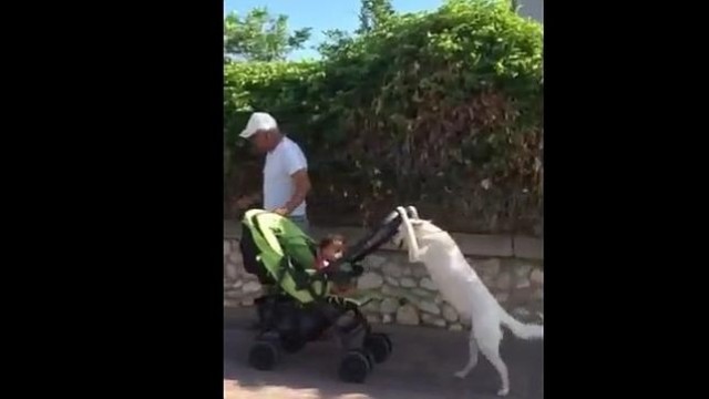 El “perro-niñera” que pasea el coche de un bebé (Video)