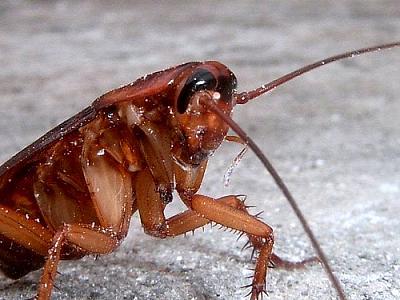 cucaracha-de-cerca