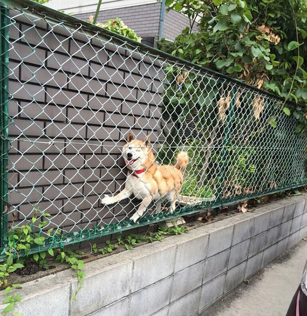 Tiernos perros que enseguida lamentaron sus decisiones (Fotos)