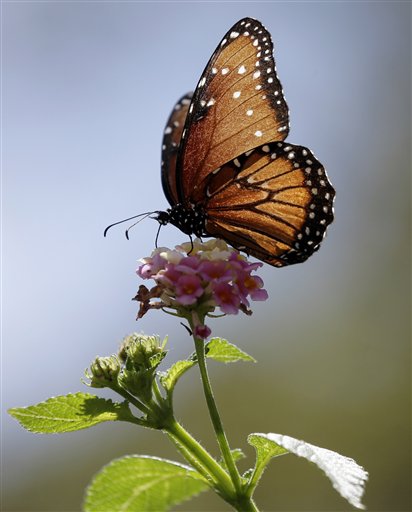 Mariposas monarca sacan provecho de la sequía en California (Fotos)