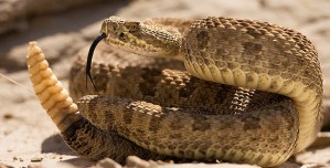 ¡Susto! Hallaron más de 90 serpientes de cascabel debajo de una casa en California