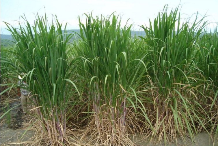 Productores deciden paralizar última zafra de caña del año