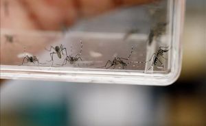 Jamaica declara virus del Zika como amenaza a la salud pública nacional