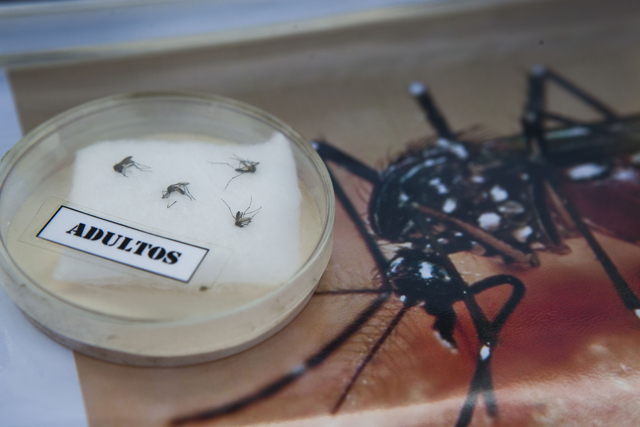 Estudian primer caso sospechoso de zika en Argentina