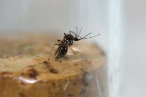 Detectan primer caso de zika en Texas importado desde Florida