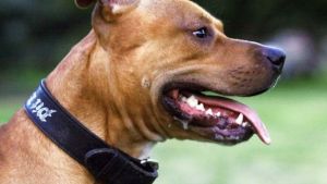 Muere tras ser atacada por tres perros pitbull en Bolivia
