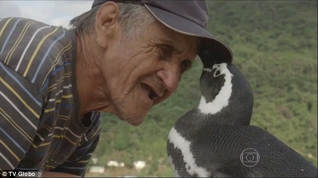 Un pingüino nada 5.000 millas para visitar al hombre que le salvó la vida (fotos)
