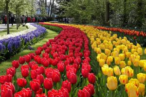 El parque floral “Keukenhof” rinde homenaje al Siglo de Oro holandés