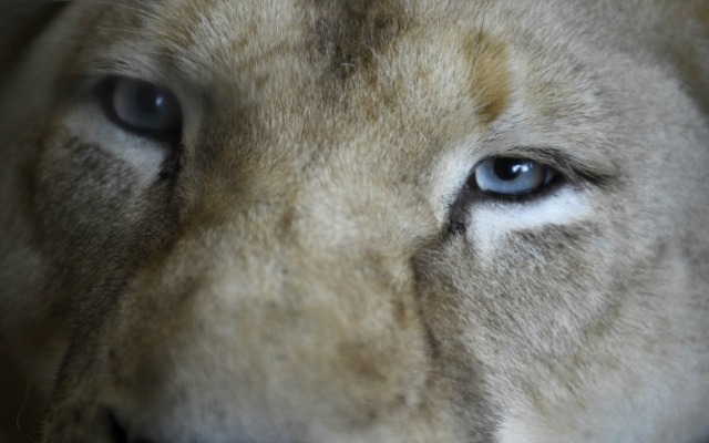 ¡WTF! Empleado de un zoológico mexicano muere al ser atacado por un león