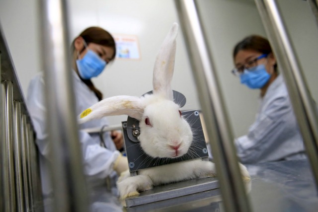 Los miembros del personal de verificación de la temperatura corporal de un conejo que se preparan para una prueba de drogas en un laboratorio en Tianjin, China, 11 de abril de 2016. Fotografía tomada el 11 de abril REUTERS / Stringer,