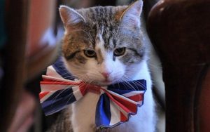 ¡WTF! Cancillería británica contrata a un gato para trabajar en el Ministerio