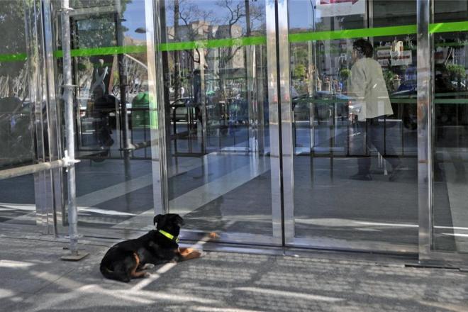 Conoce a Champi, el perro “enfermero” que revolucionó un hospital de España