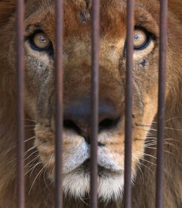 33 leones de circos de Colombia y Perú llegan a Sudáfrica para ser liberados