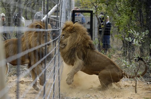 33 leones rescatados llegan a santuario en Sudáfrica