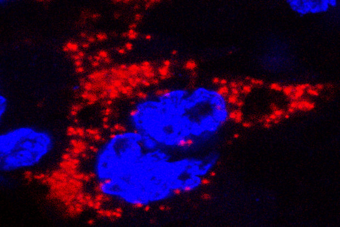 Un estudio en ratones muestra la transmisión del zika de la madre al feto