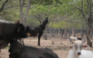 Se intensifica el robo de ganado en haciendas de Perijá
