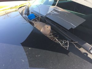 Este es lo que pasa cuando pájaro decide construir su nido sobre una patrulla policial (Fotos)