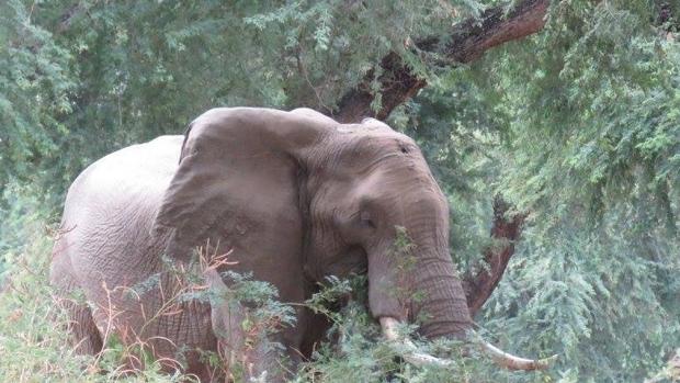 Un elefante pide ayuda tras recibir un disparo en la cabeza