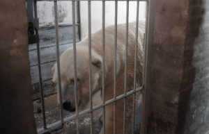 Muere último oso polar en cautiverio en Argentina