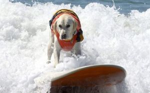 Los perros surfistas invaden como cada año una playa de EEUU