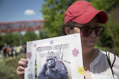 Zoológico desactiva cuenta de Twitter tras sacrificar gorila