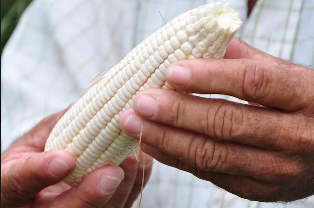 Asoportuguesa estima un leve incremento en la cosecha de maíz y arroz