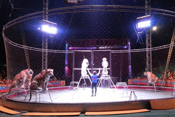 Gobierno de Aragua desmiente robo de tigres del circo Hermanos Valentinos en Maracay