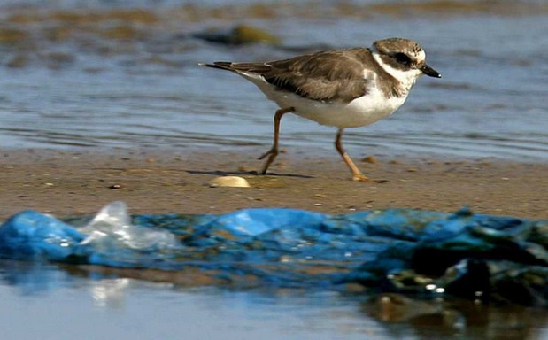 Las aves marinas comen plástico porque su olfato lo confunde con alimento