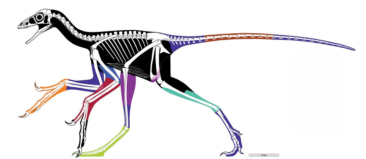 Técnica láser descubre características de dinosaurio emplumado de China