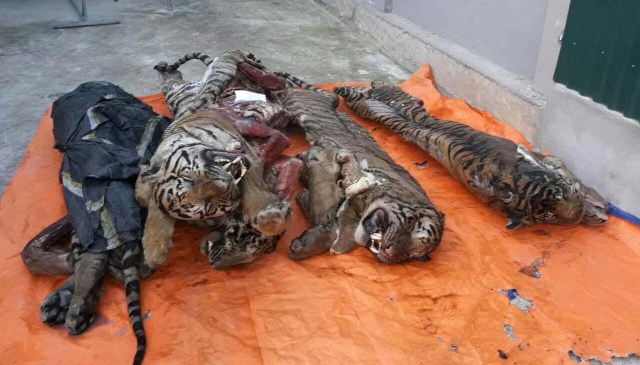 This picture taken on March 20, 2017 shows five frozen tigers, which were seized by local authorities, in the central province of Nghe An. Five frozen tigers have been discovered in a Vietnamese man's freezer with their organs removed, according to official reports on March 21, in a country seen as a global hub for the illegal wildlife trade. / AFP PHOTO / STR