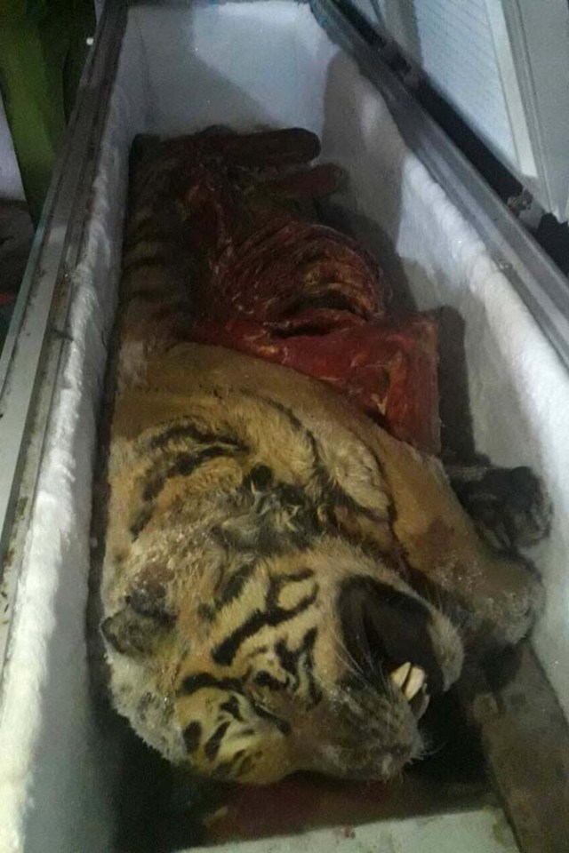This picture taken on March 20, 2017 shows one of five frozen tigers, which were seized by local authorities, in the central province of Nghe An. Five frozen tigers have been discovered in a Vietnamese man's freezer with their organs removed, according to official reports on March 21, in a country seen as a global hub for the illegal wildlife trade. / AFP PHOTO / STR