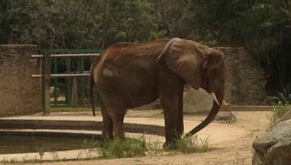 ¡Débil y desnutrida! Así está Ruperta la elefante del zoológico de Caricuao (foto+video)