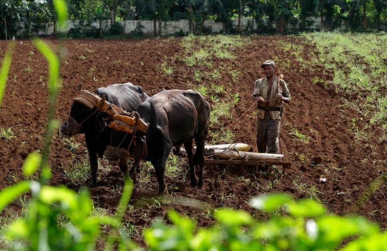 En Cuba se pierde más de la mitad de los alimentos que se cosechan, según una ONG española