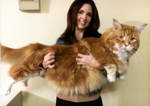 ¡WTF!… Esto es lo que mide el gato más largo del mundo (+foto)