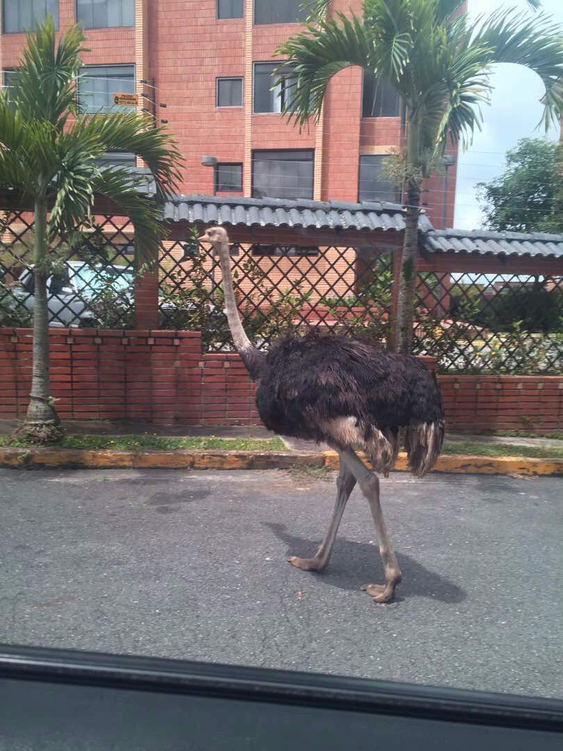 … y de paso, un avestruz anda suelto por Caracas (FOTOS)