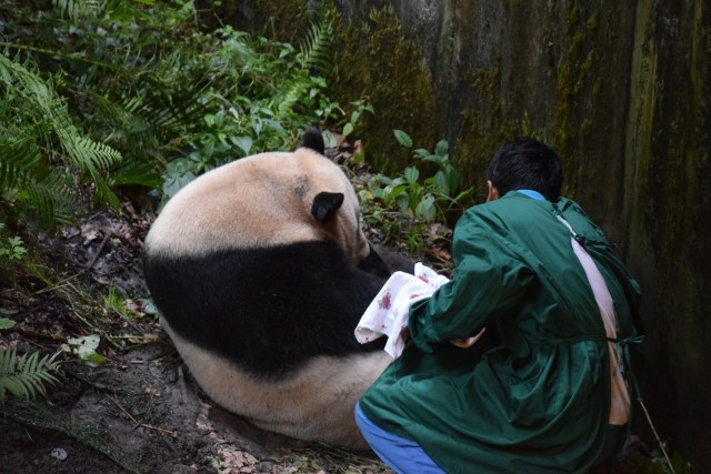 This photo taken on July 31, 2017 shows a keeper retrieving a panda cub from its mother Cao Cao in Wolong in China's southwestern Sichuan province. China has welcomed the world's first giant panda cub to be born to a mixed pair of captive and wild parents, the official Xinhua news agency said. Palm-sized and pink, covered in a downy layer of white fuzz from its tiny claws to its strangely long tail, the baby was born early morning on July 31 to 15-year-old mom Cao Cao at the Hetaoping semi-wild training base in the southwestern province of Sichuan. / AFP PHOTO / STR / China OUT
