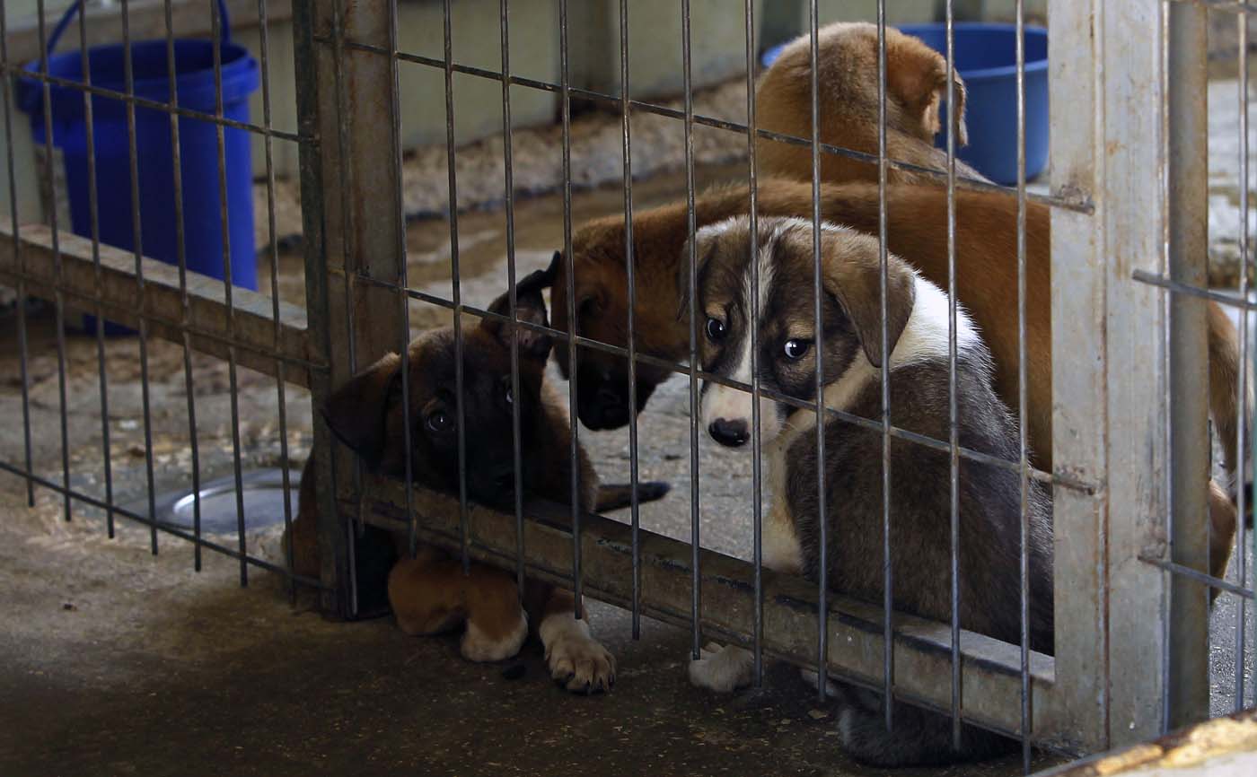 Un asilo para perros cerca de Belén