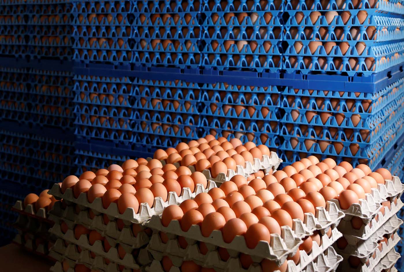Europa acelera investigación de huevos contaminados; nueve países afectados