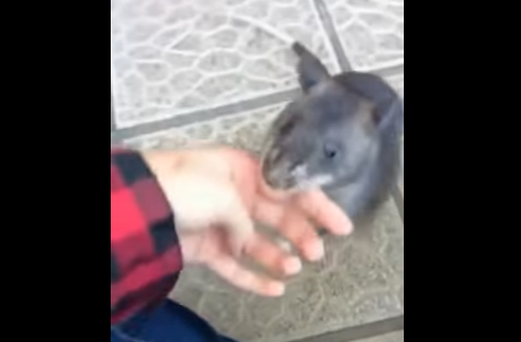 Foto: Esta rata enorme arrastra de la mano a una humana para mostrarle su cría  / Cortesía