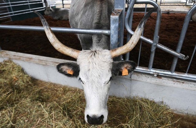 A Chianina cow is pictured during a press tour at FICO Eataly World agri-food park in Bologna on November 9, 2017. FICO Eataly World, said to be the world's biggest agri-food park, will open to the public on November 15, 2017. The free entry park, widely described as the Disney World of Italian food, is ten hectares big and will enshrine all the Italian food biodiversity. / AFP PHOTO / Vincenzo PINTO